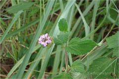 Lantana wightiana